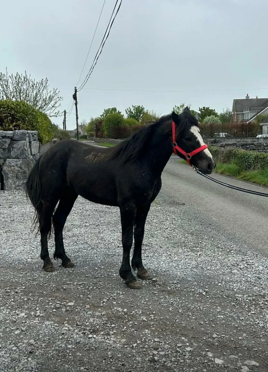 Connemara stallion - Image 3