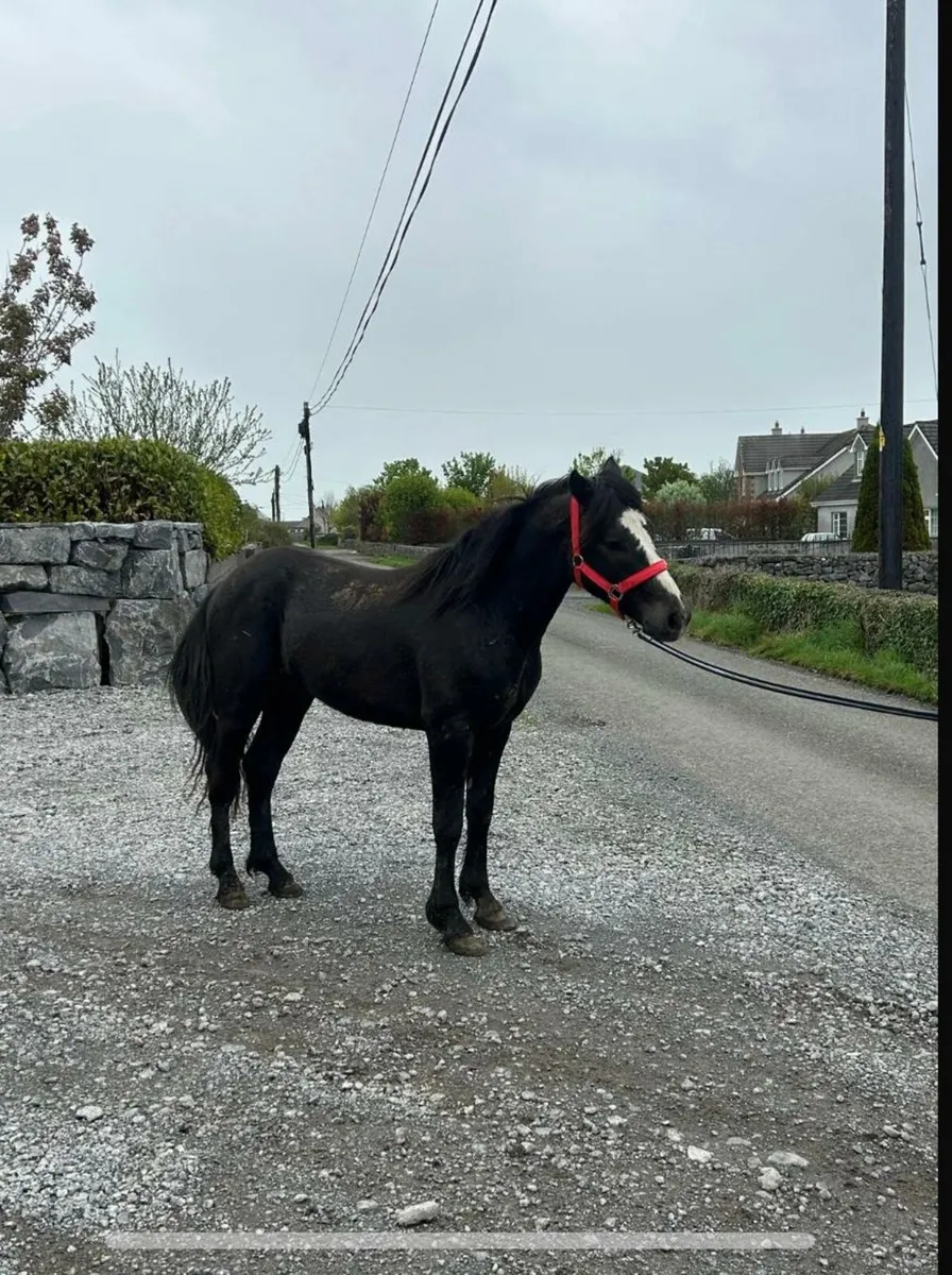 Connemara stallion - Image 4
