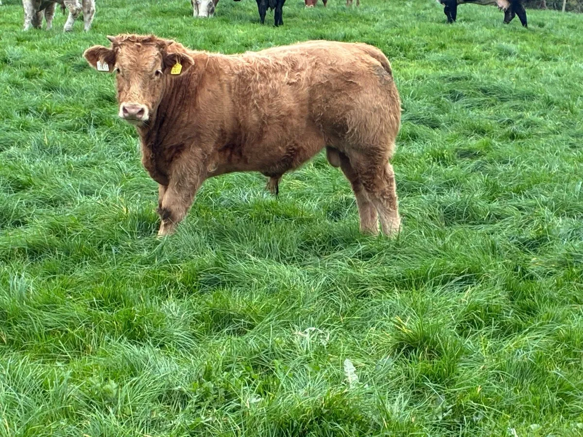 Continental Weanling Bulls - Image 1