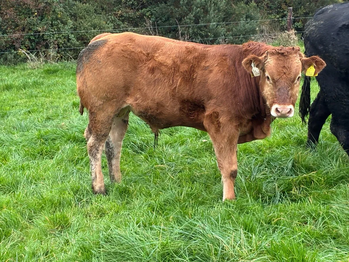 Continental Weanling Bulls - Image 2