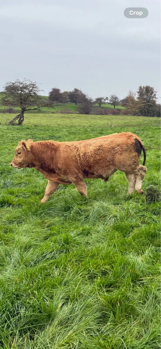Continental Weanling Bulls - Image 3