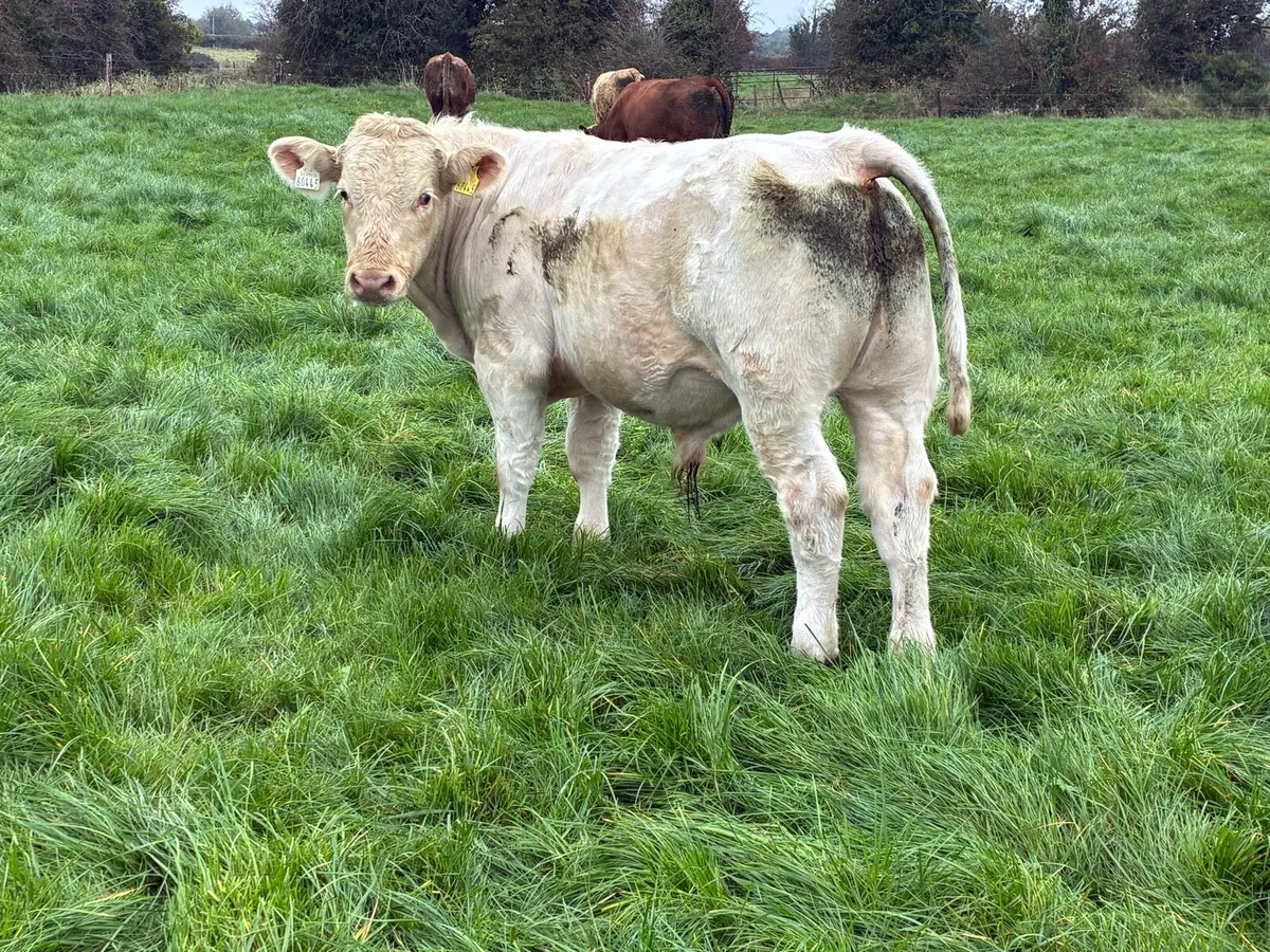 Continental Weanling Bulls - Image 4