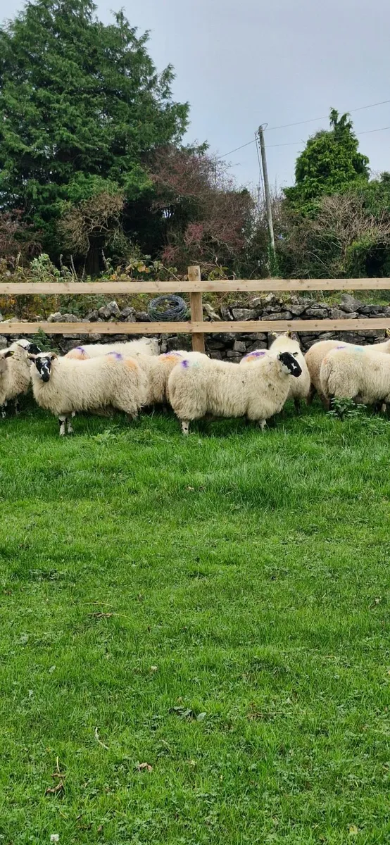 Sheep - Image 4