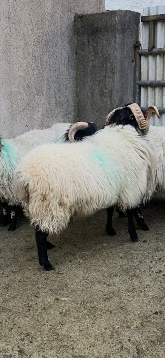 SIS Approved Hogget Ram - Image 1