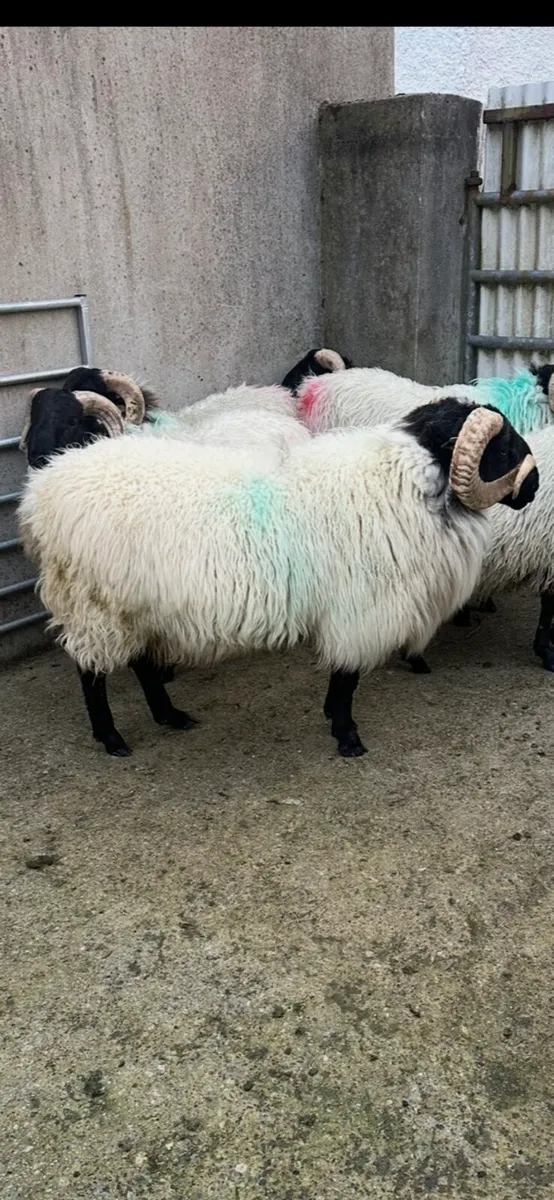 SIS Approved Hogget Ram - Image 2