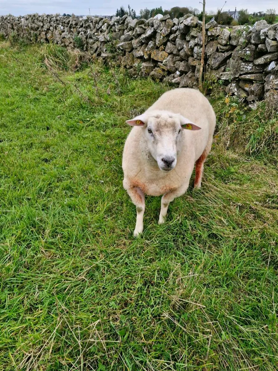 Pure bred sis regestered galway ram - Image 1
