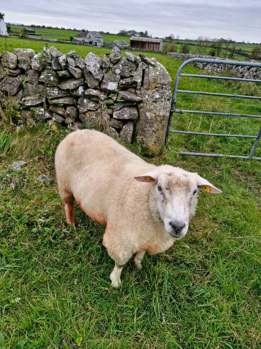 Pure bred sis regestered galway ram - Image 2