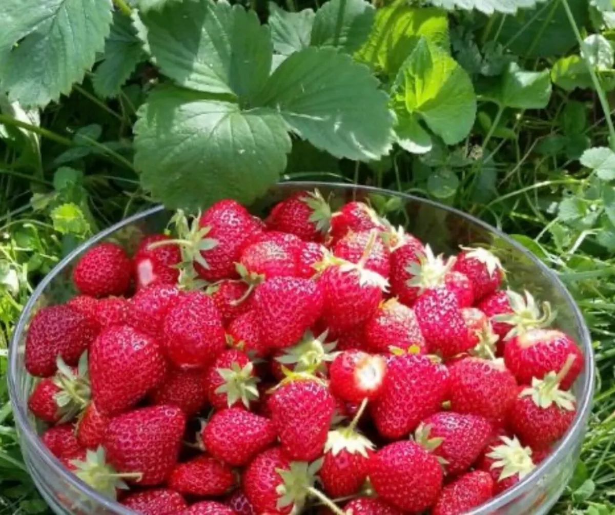 20 Victoria Strawberry bushes - Image 1
