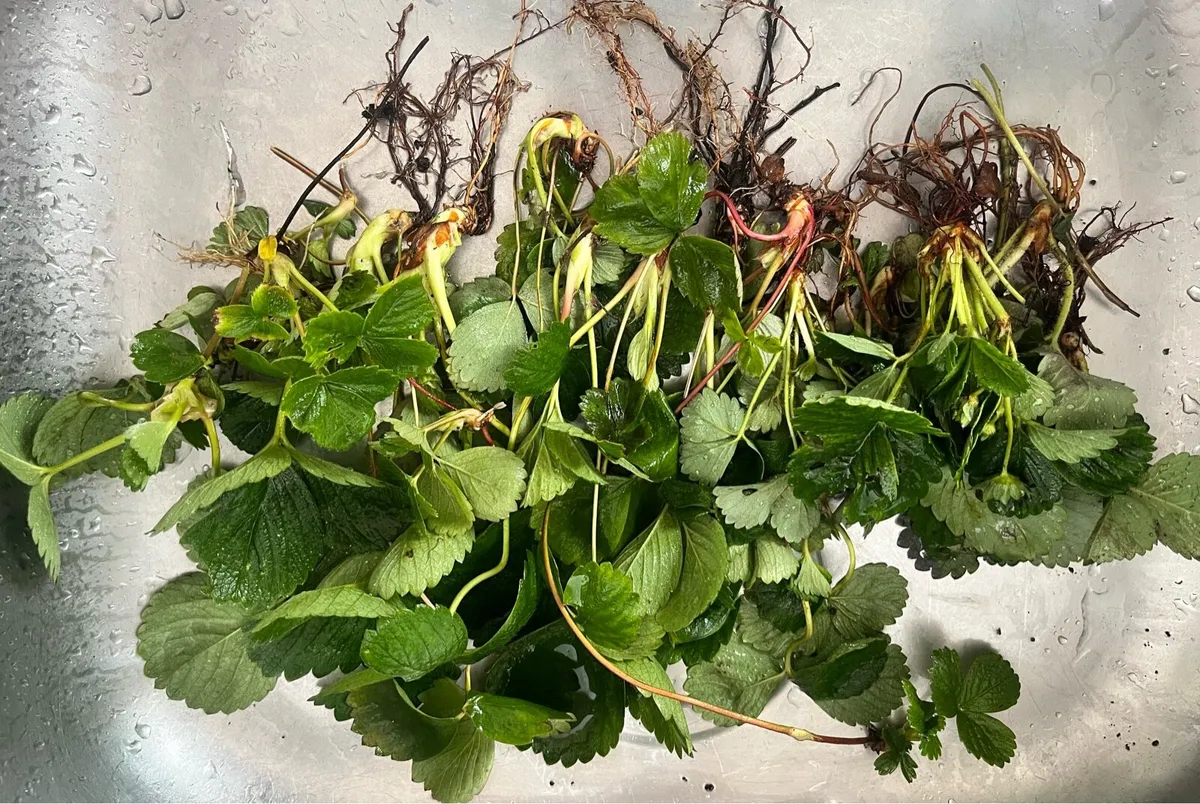 20 Victoria Strawberry bushes - Image 3