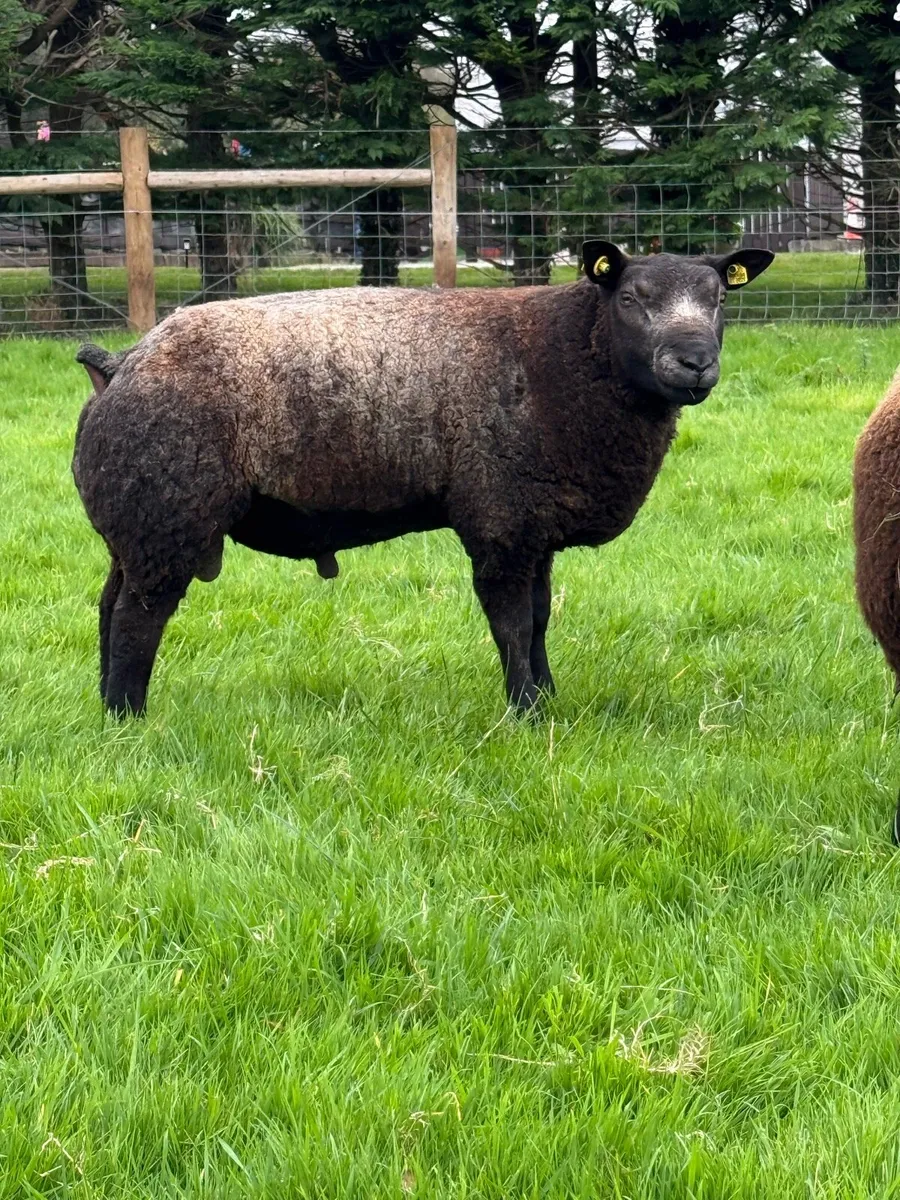Pedigree Blue Texel Ram Lamb - Image 2