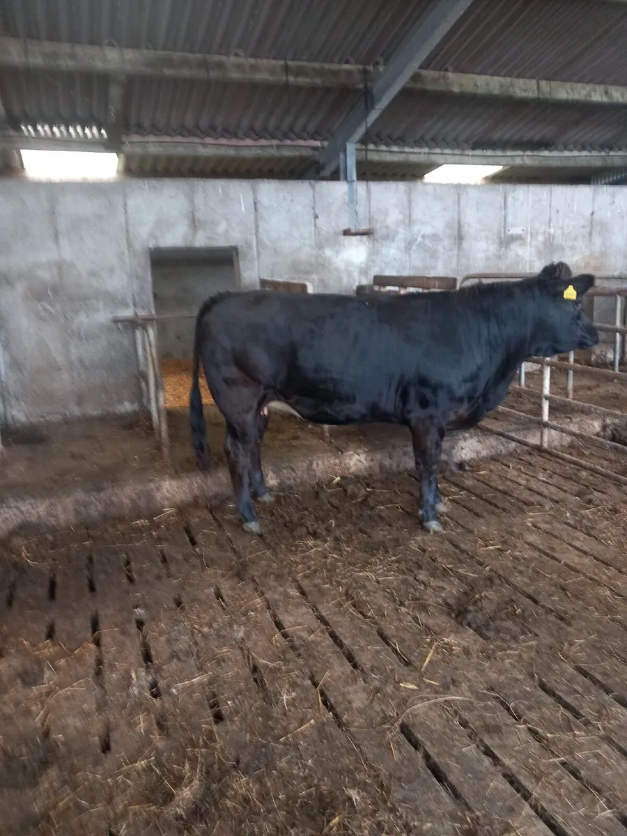 27 mth old heifer