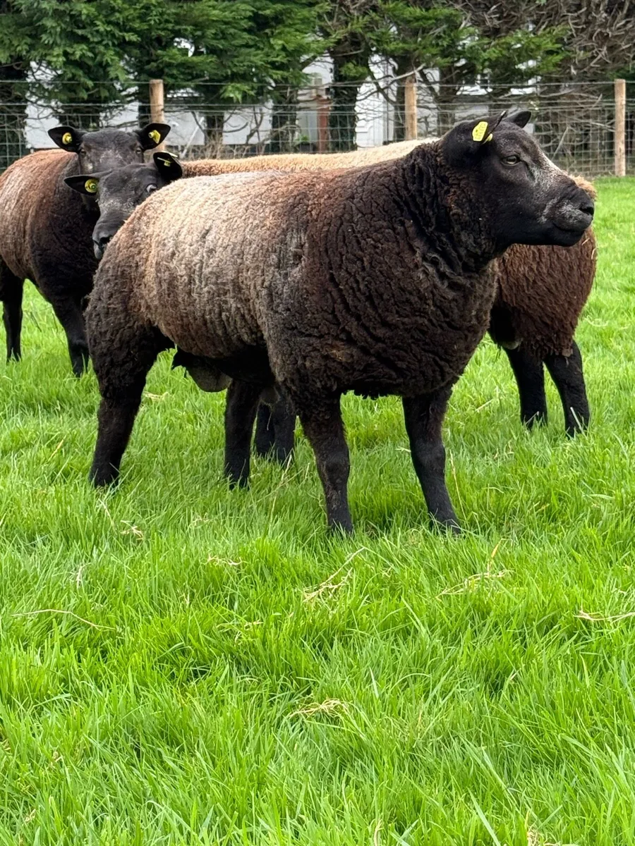 Pedigree Blue Texel Ram Lamb - Image 3