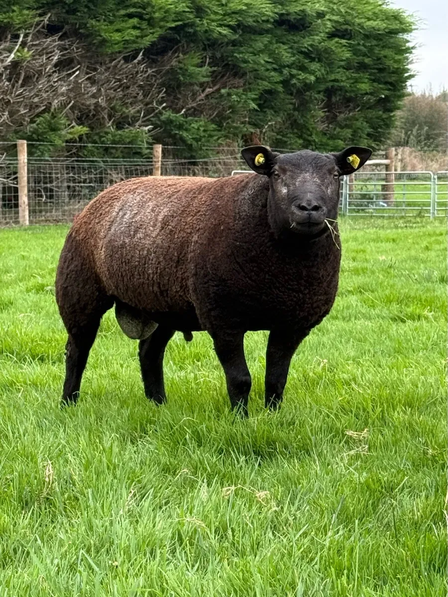 Pedigree Blue Texel Ram Lamb - Image 1