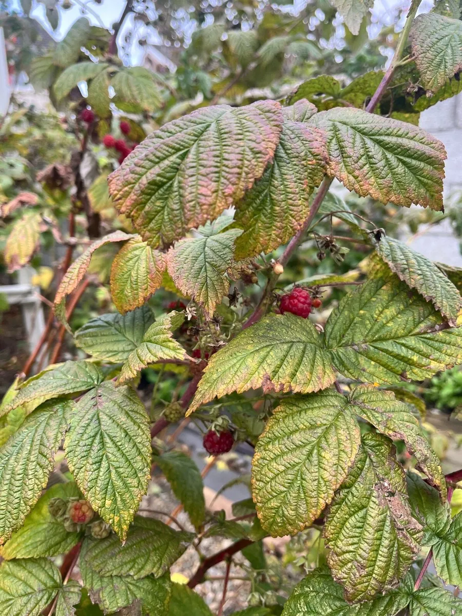 Red Raspberry Nova bushes - Image 2