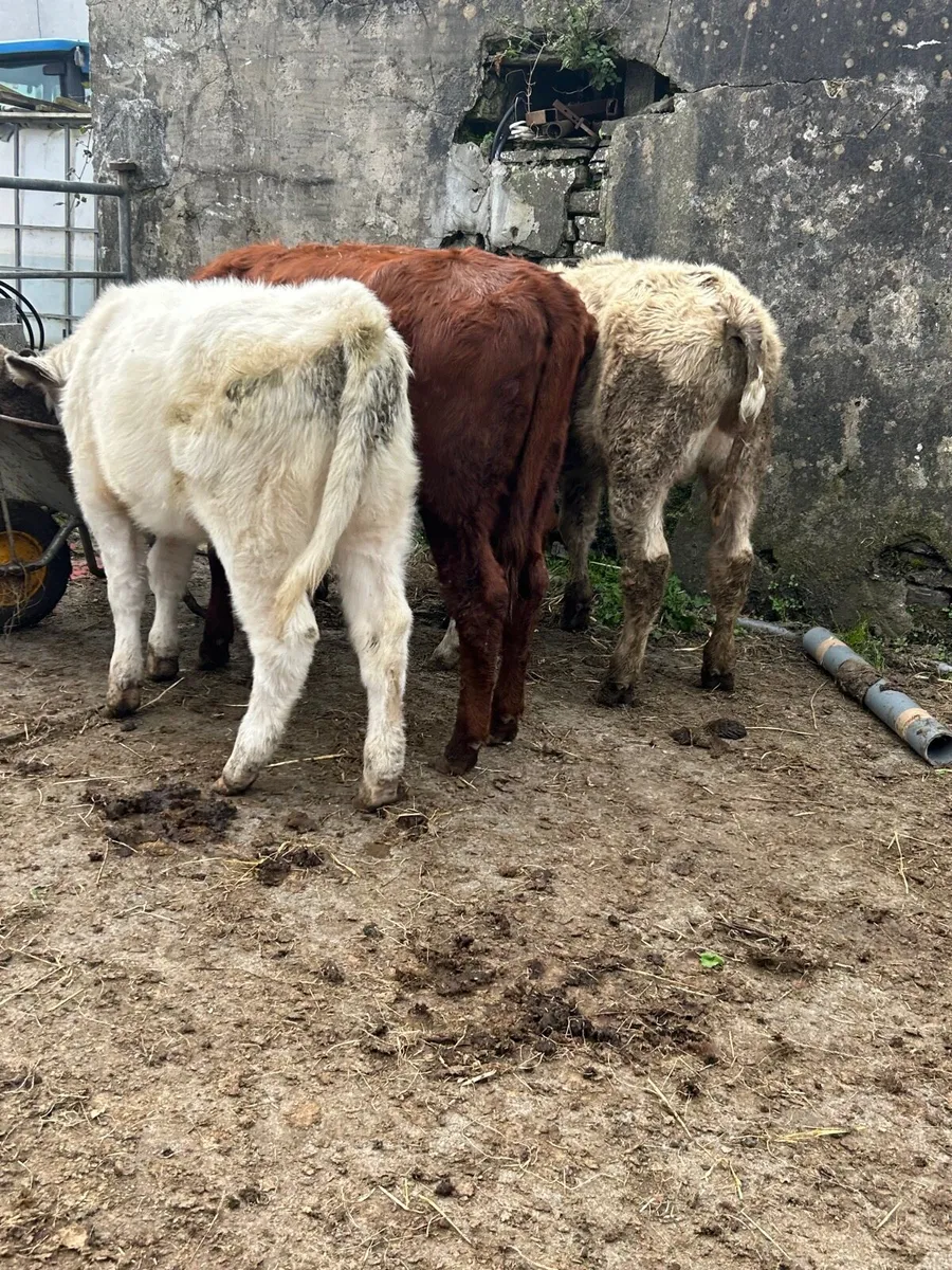 5 ch/lm weanlings - Image 3