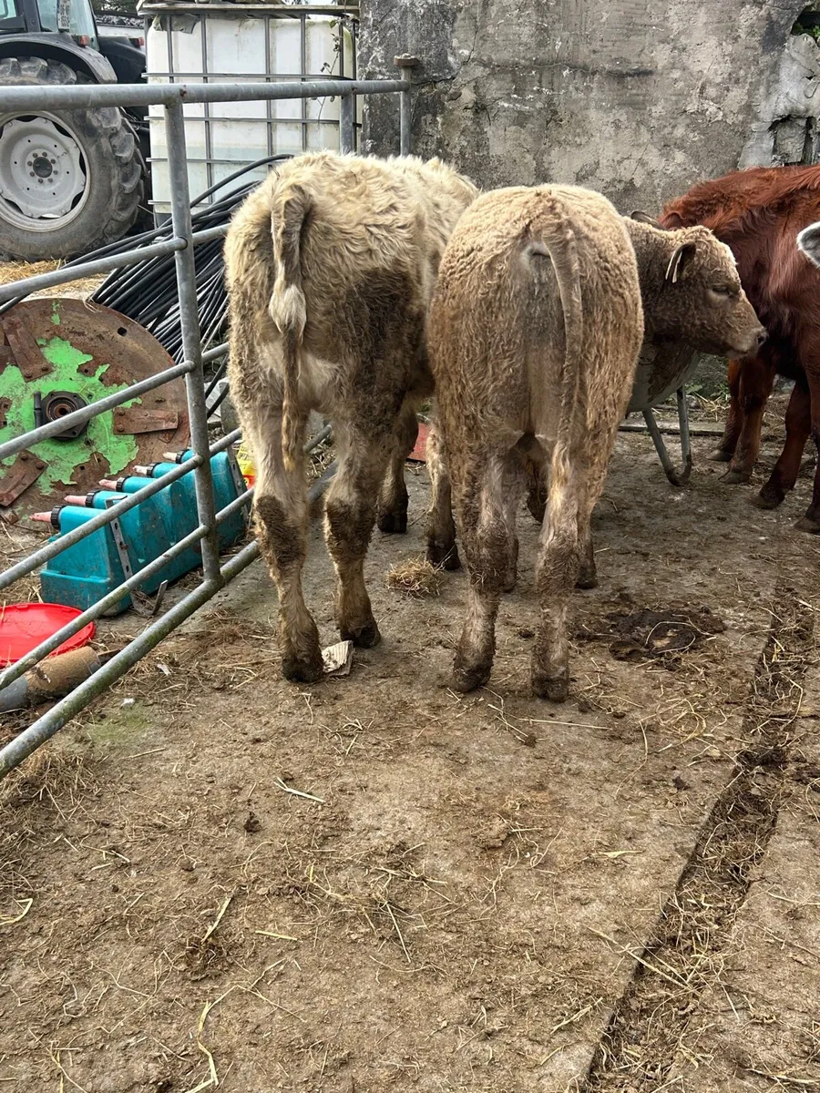 5 ch/lm weanlings - Image 4