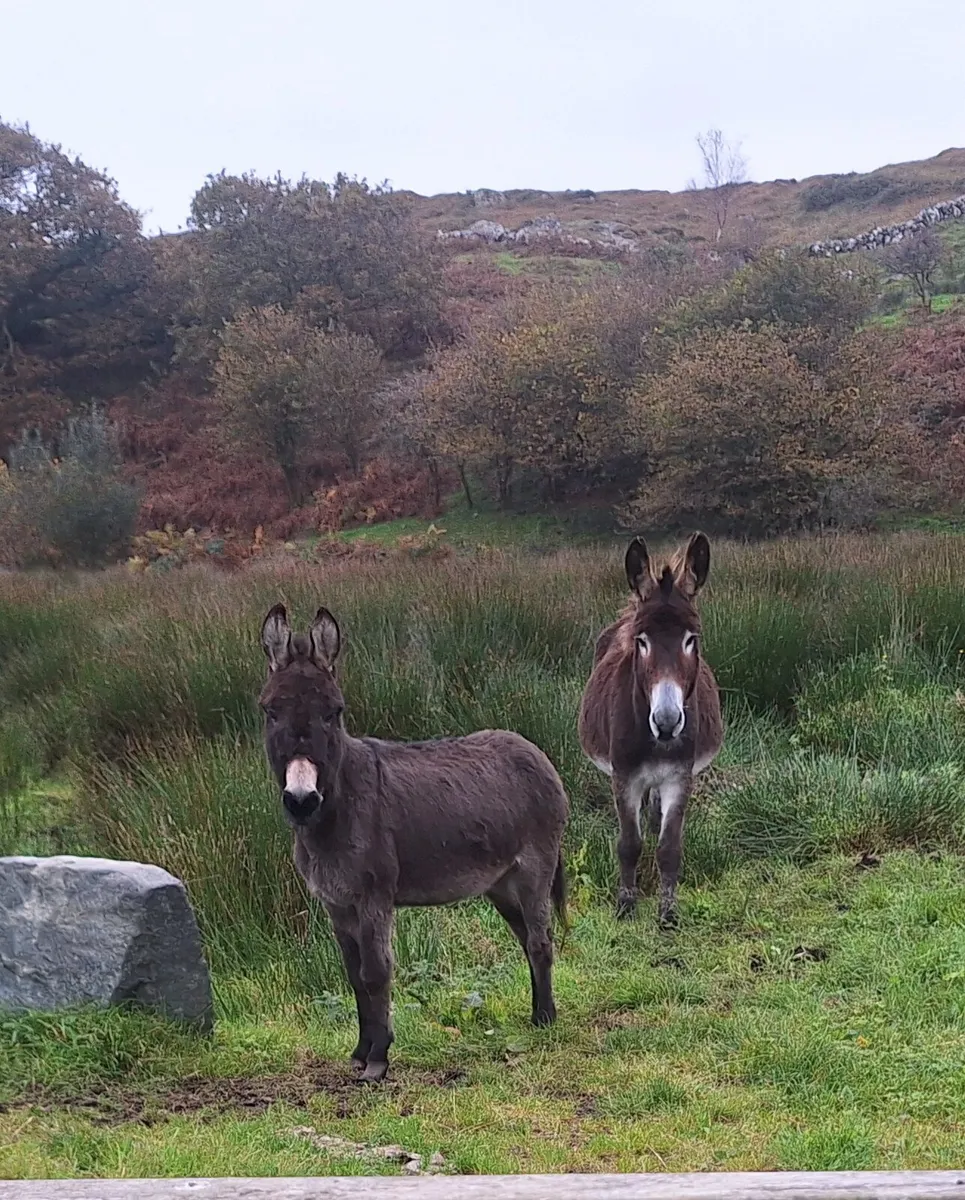 Miniture mare - Image 1
