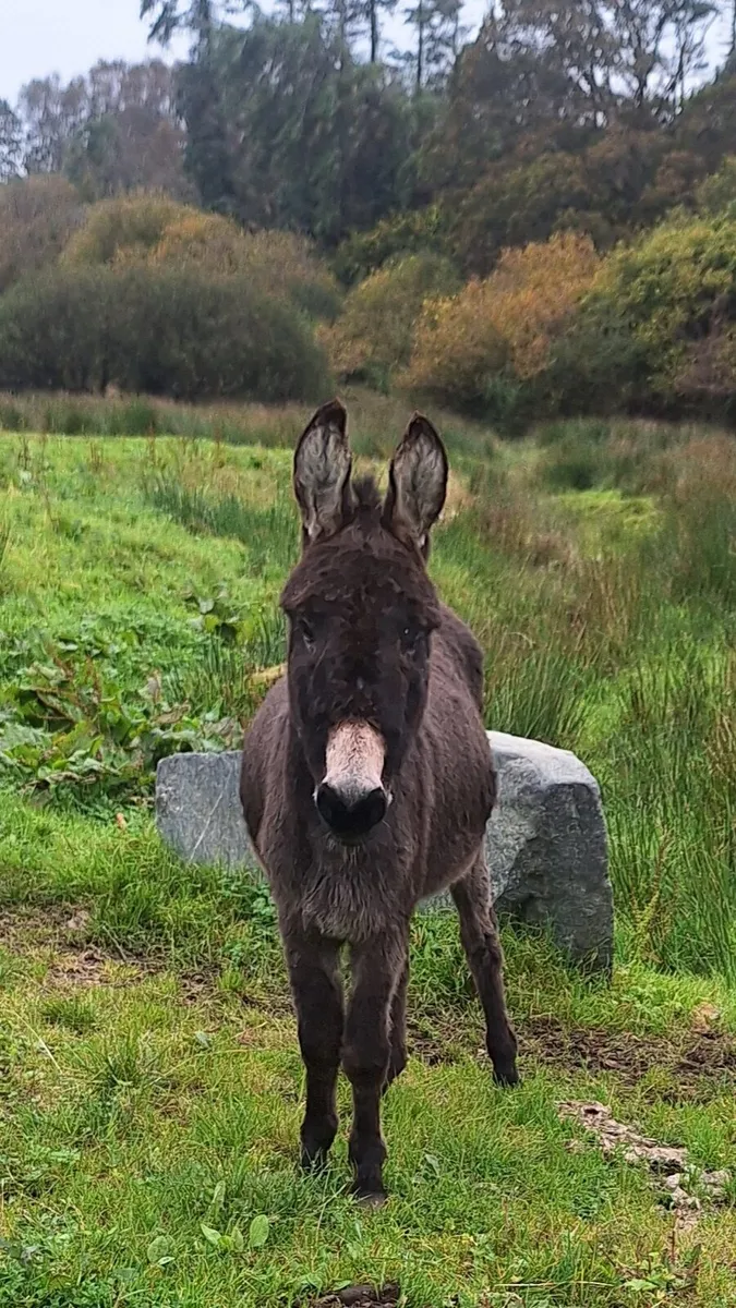 Miniture mare - Image 2