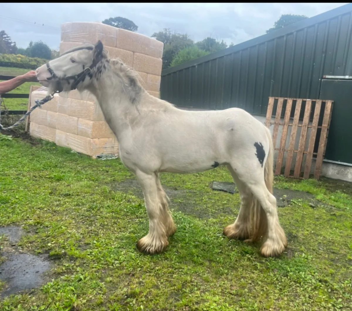 3 cobs for sale two gelding one mare - Image 1