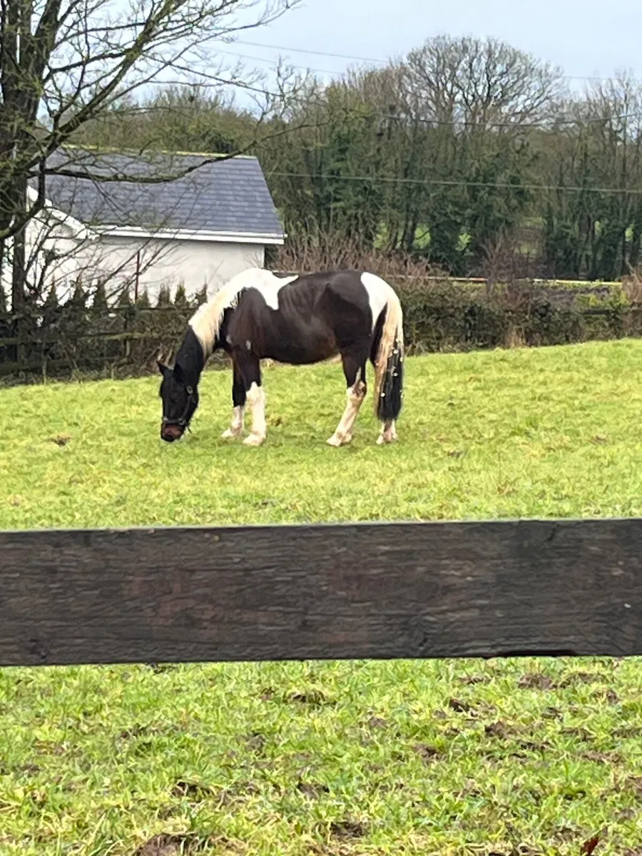 3 cobs for sale two gelding one mare - Image 2