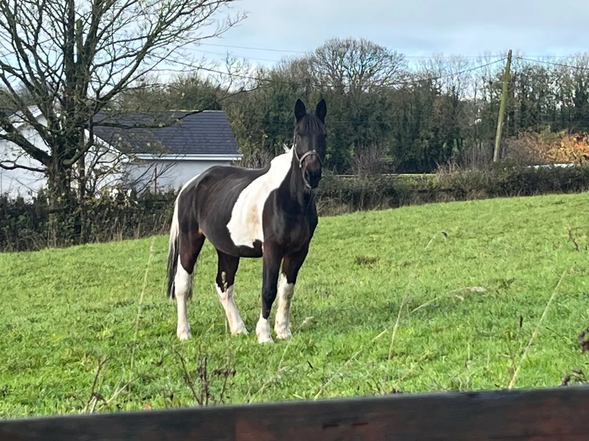 3 cobs for sale two gelding one mare - Image 3