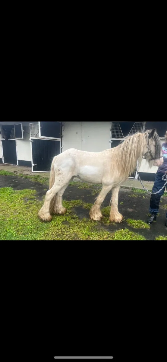 3 cobs for sale two gelding one mare - Image 4