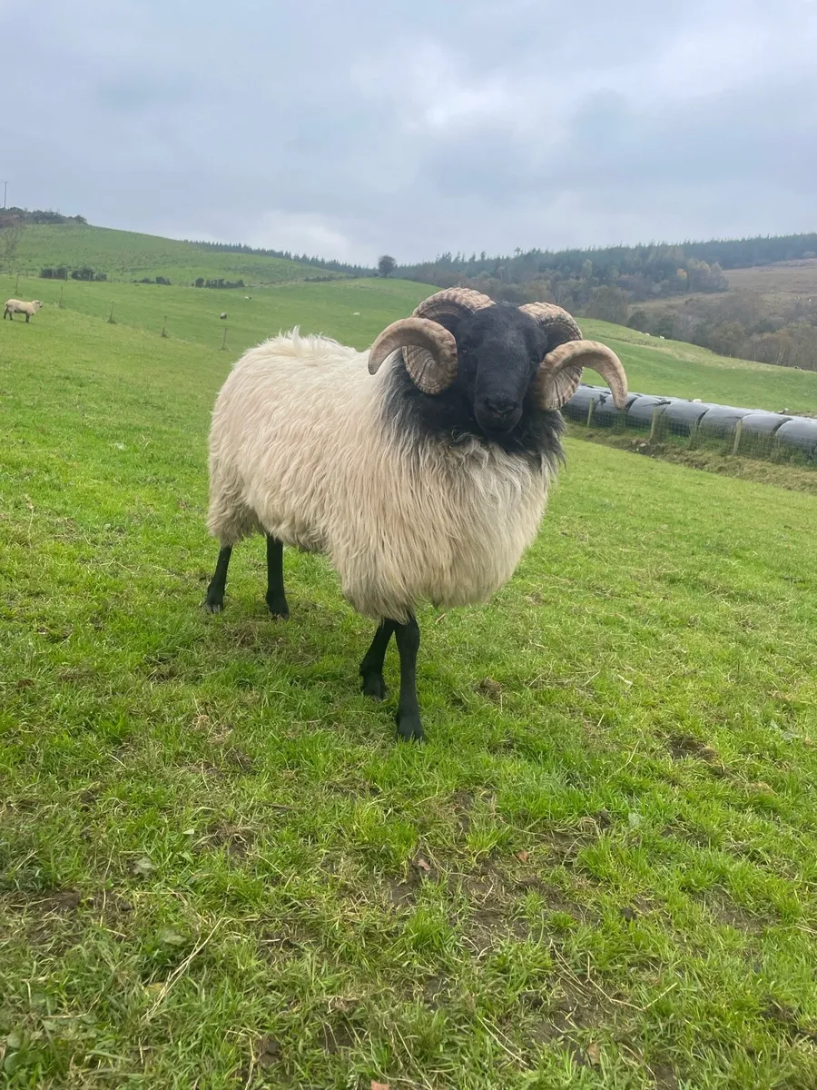 Multi breed rams - Image 1