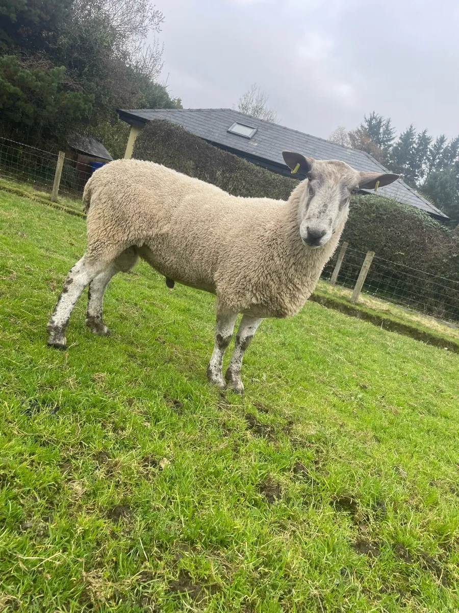 Multi breed rams - Image 2