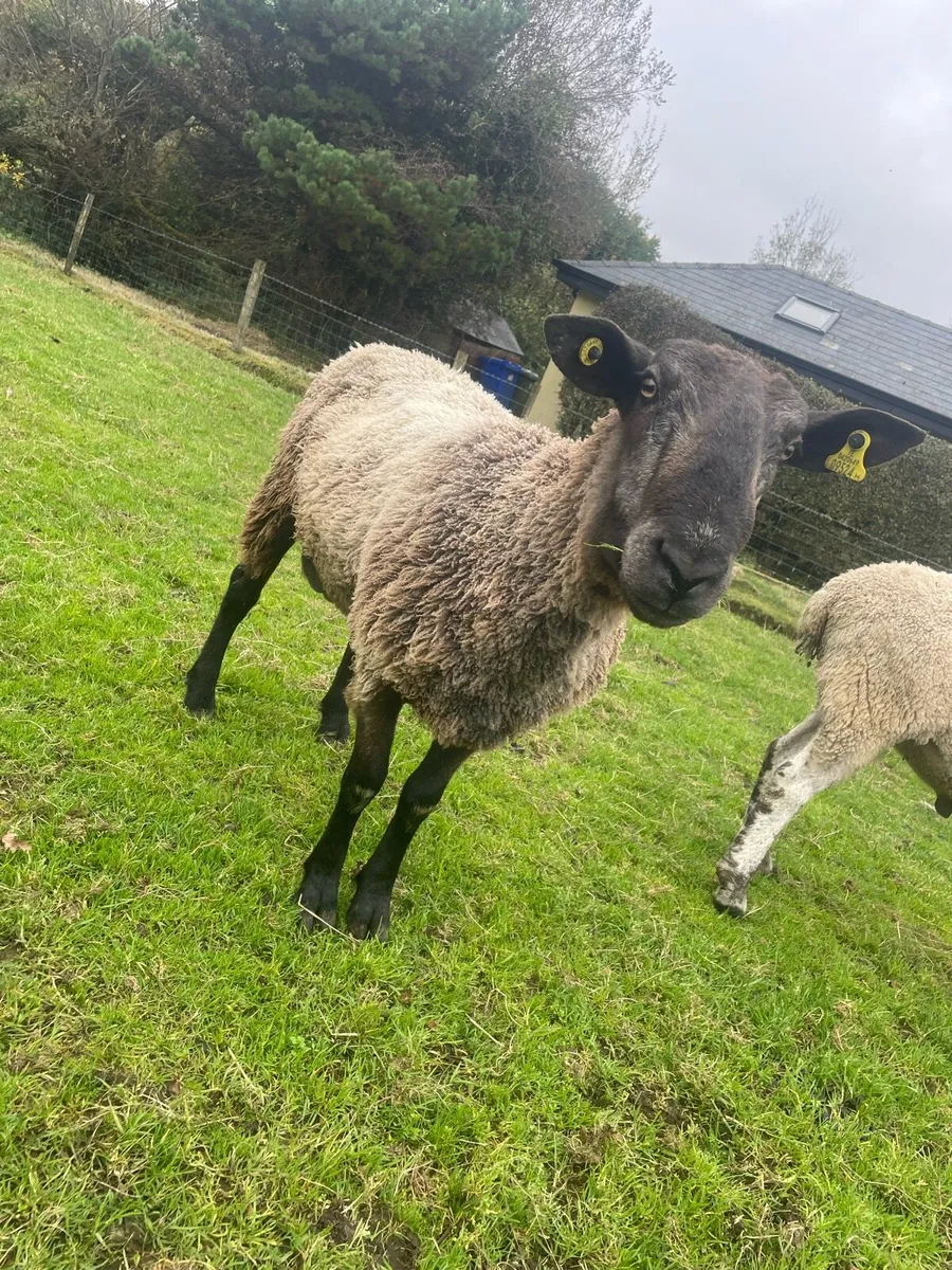 Multi breed rams - Image 4