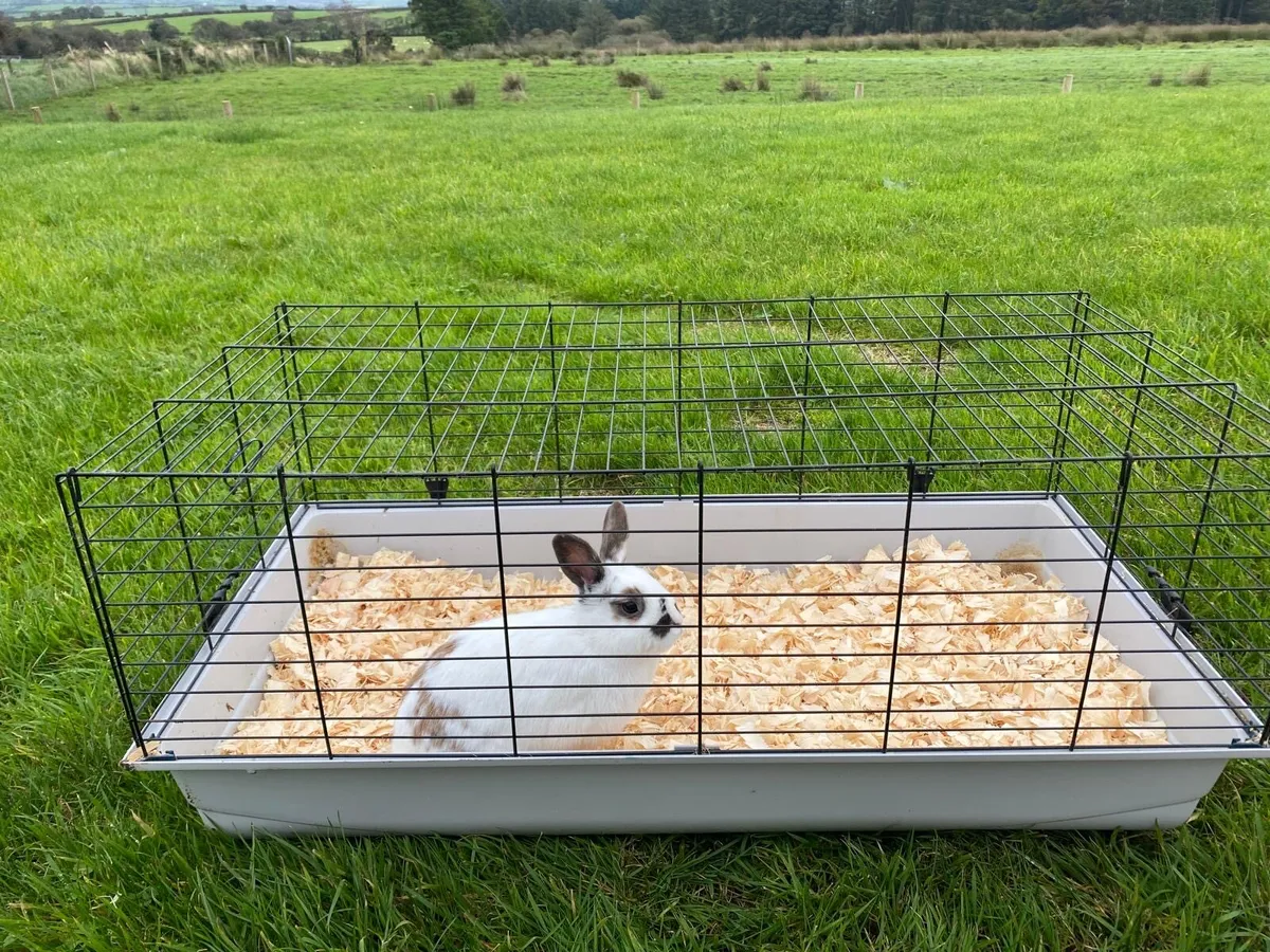 Rabbit - Image 1
