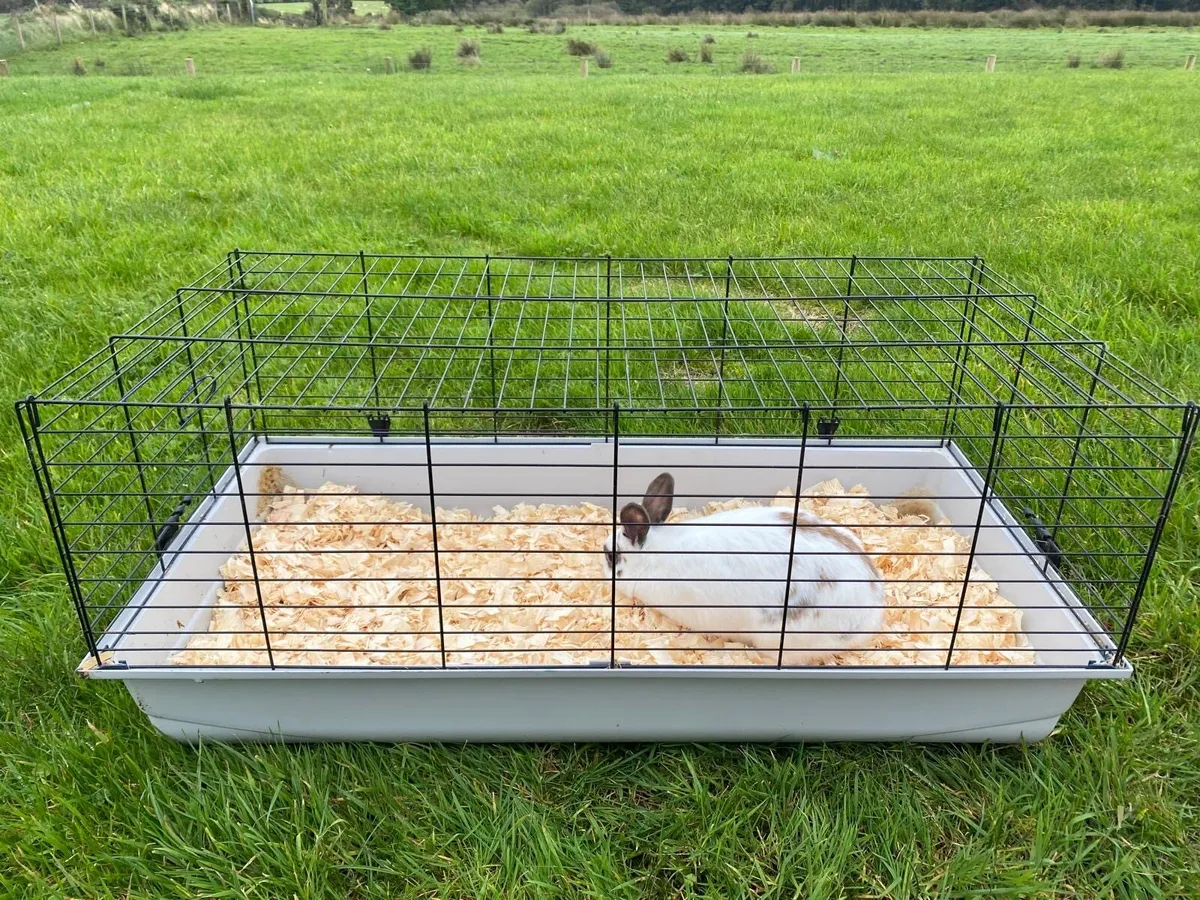 Rabbit - Image 2