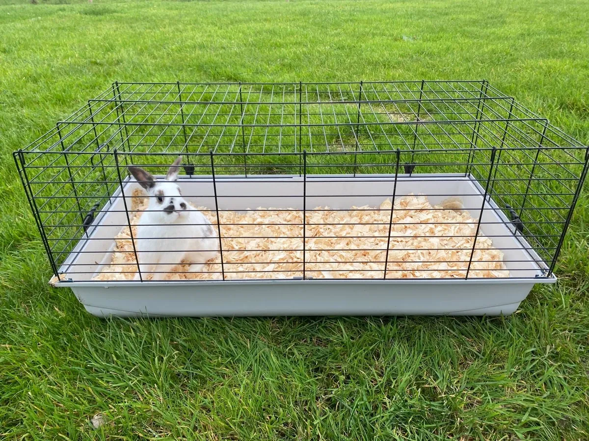 Rabbit - Image 3