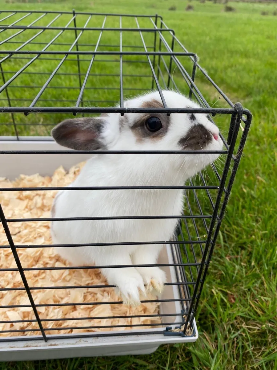 Rabbit - Image 4