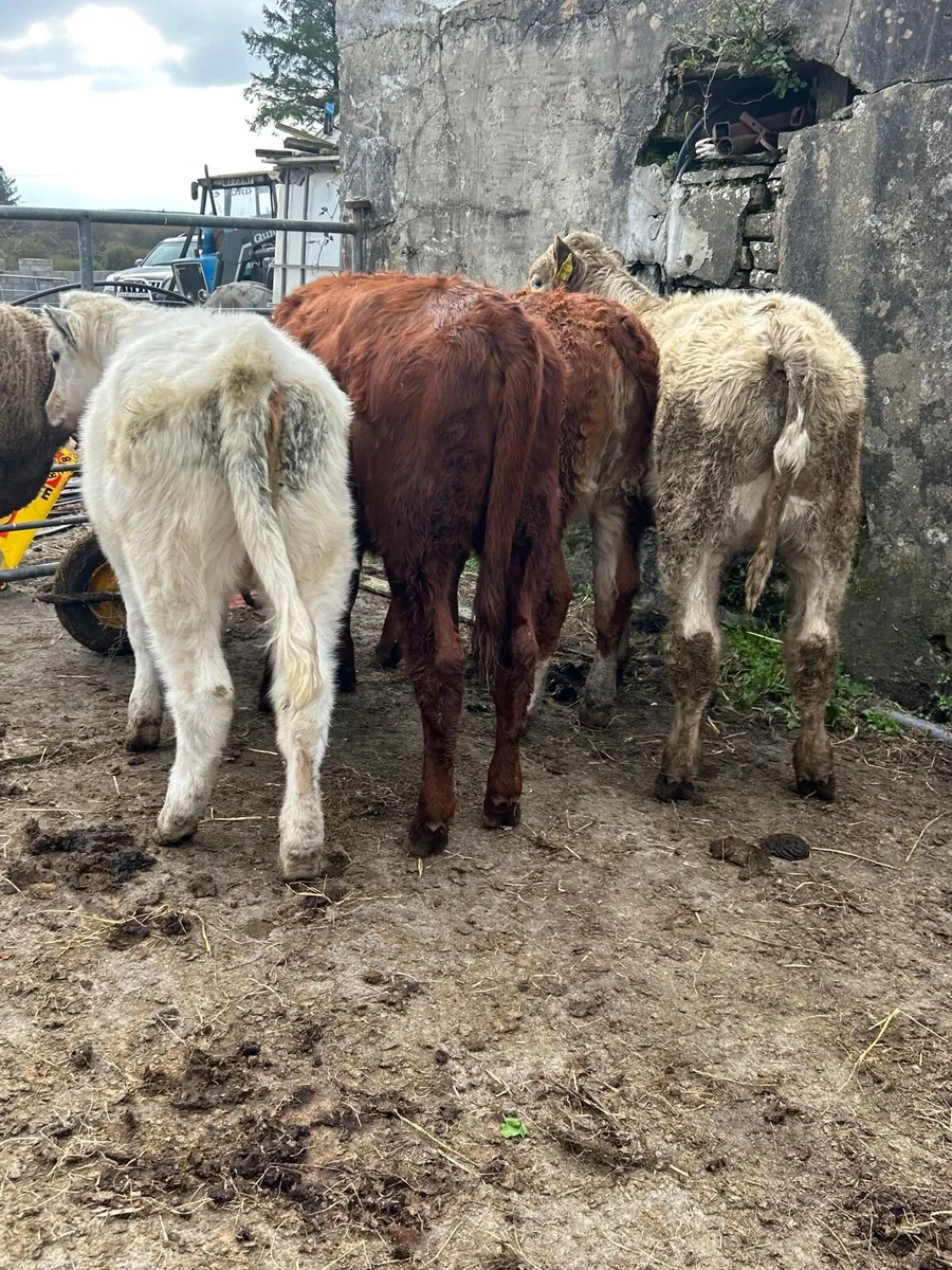 5 ch/lm weanlings - Image 1