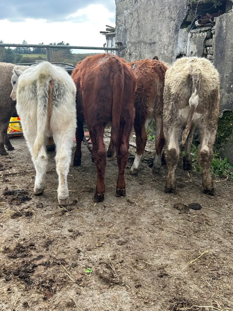 5 ch/lm weanlings - Image 2