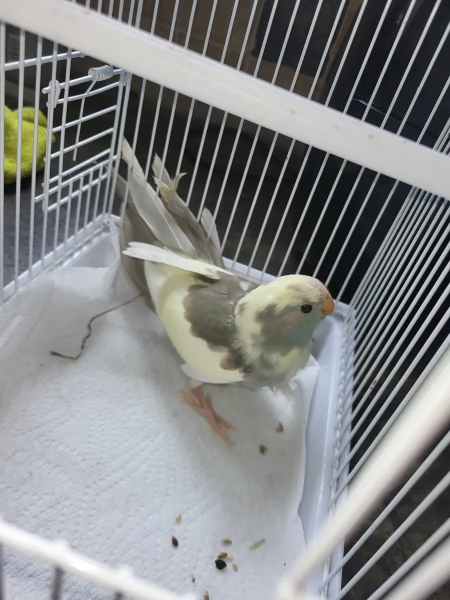 Quakers kakarikis botton quail - Image 3