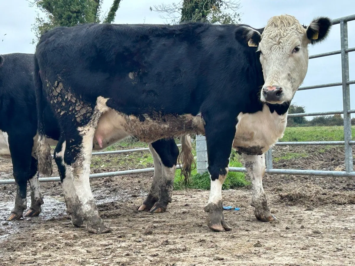 4 smashing 5 star incalf Hereford heifers - Image 2