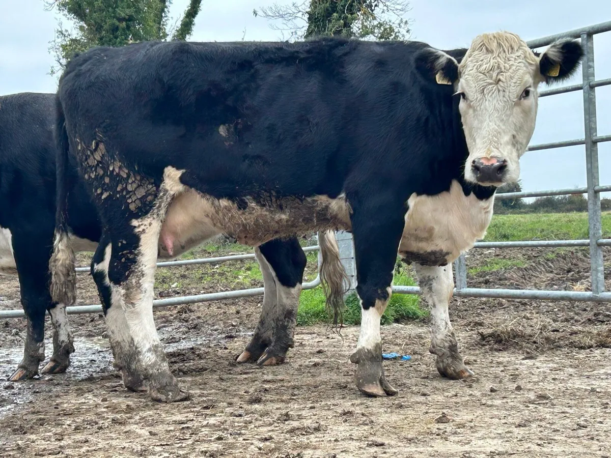4 smashing 5 star incalf Hereford heifers - Image 3