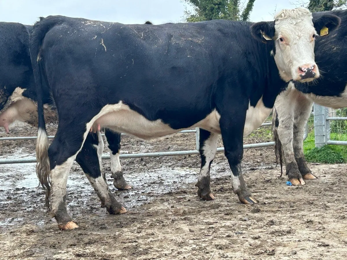 4 smashing 5 star incalf Hereford heifers - Image 4