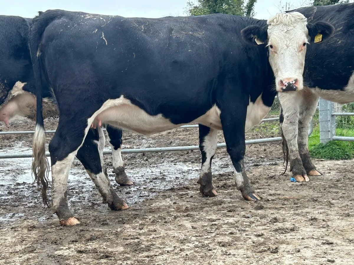 4 smashing 5 star incalf Hereford heifers - Image 1