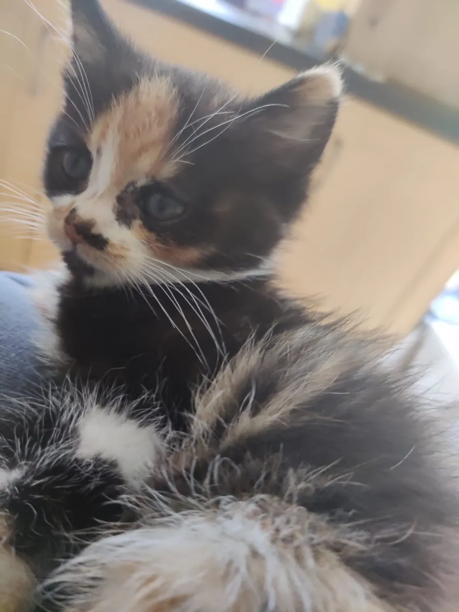 Adorable Kitten - Image 1