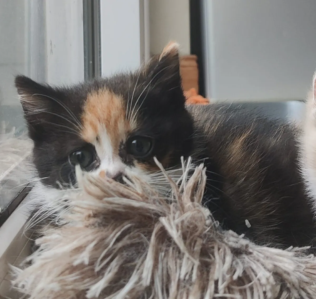 Adorable Kitten - Image 2