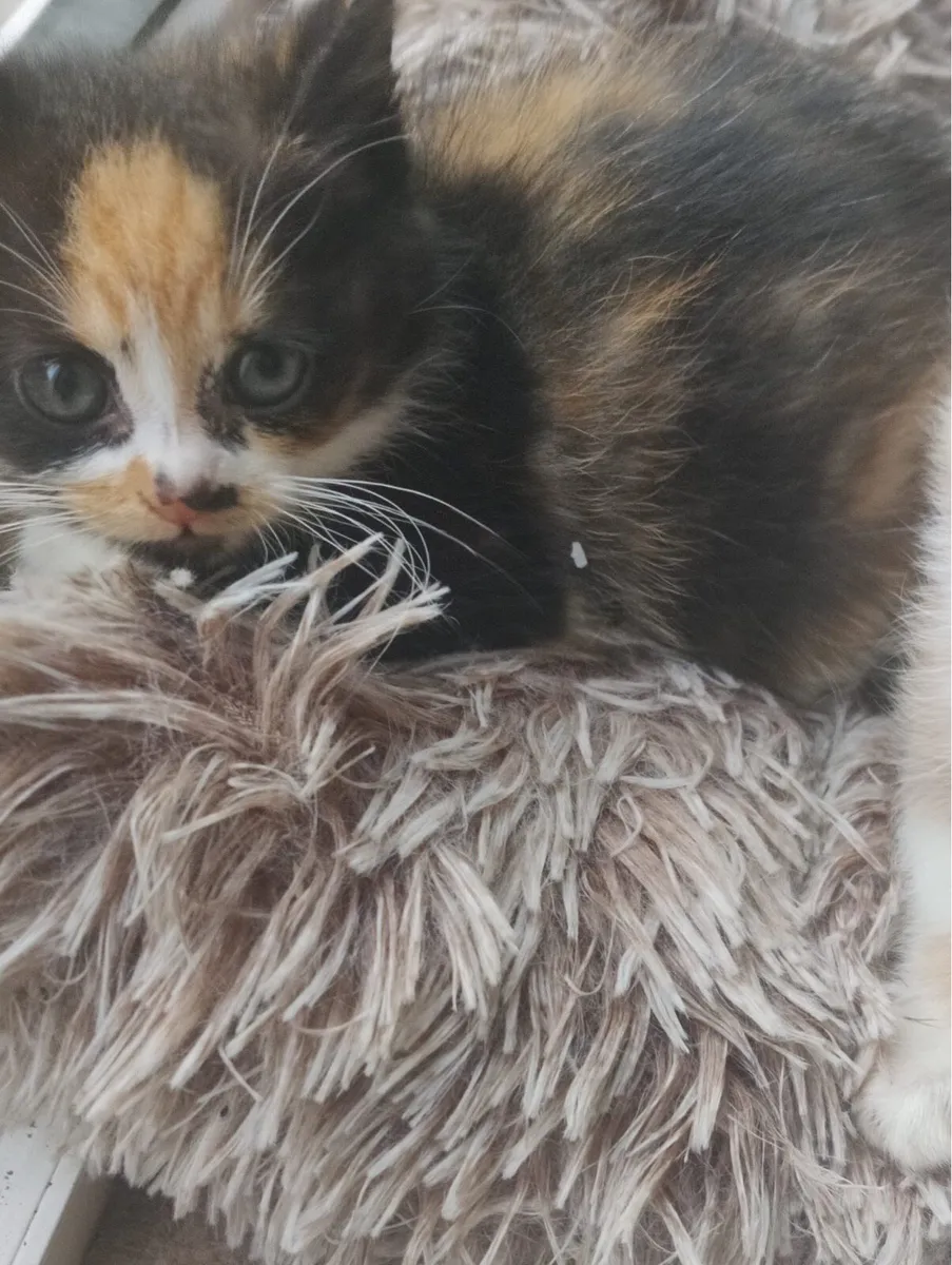 Adorable Kitten - Image 3