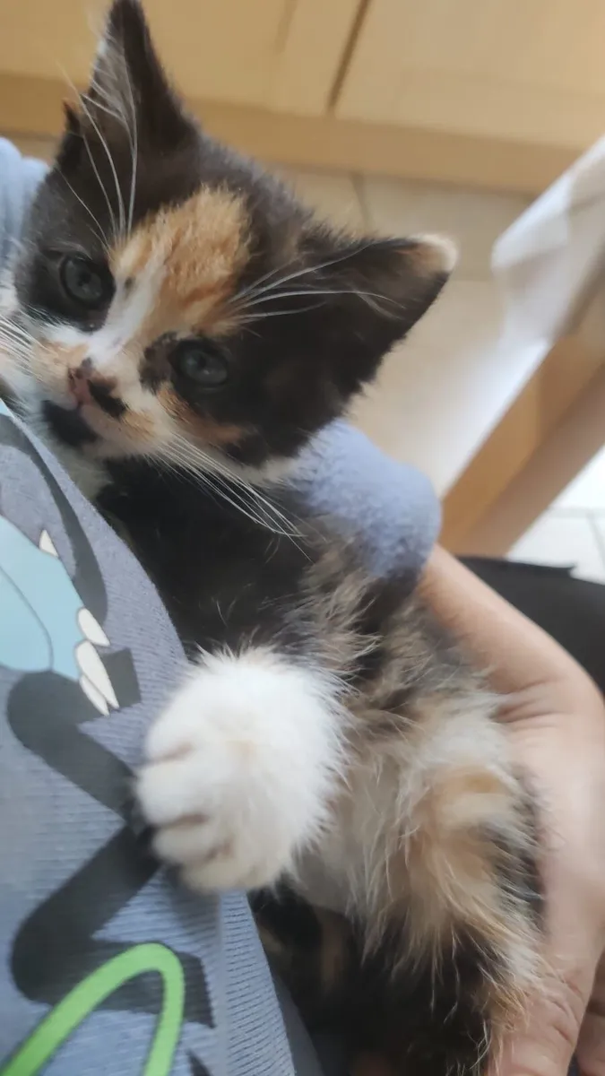 Adorable Kitten - Image 4