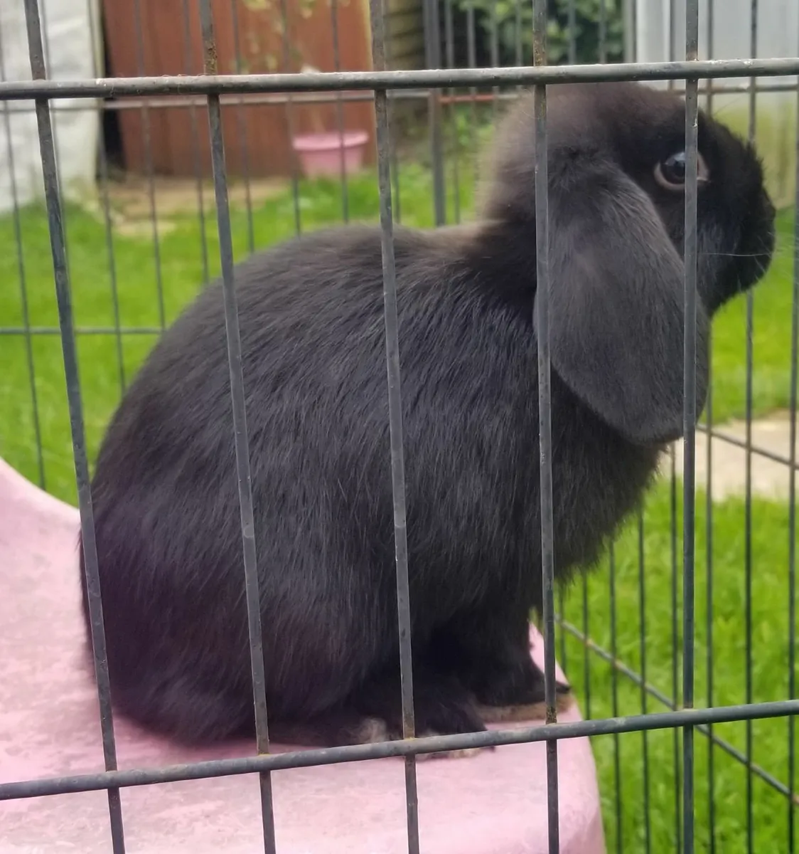 Lop eared Rabbits - Image 1