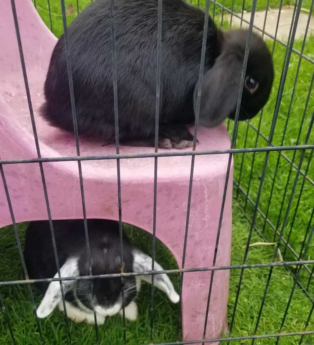 Lop eared Rabbits - Image 2