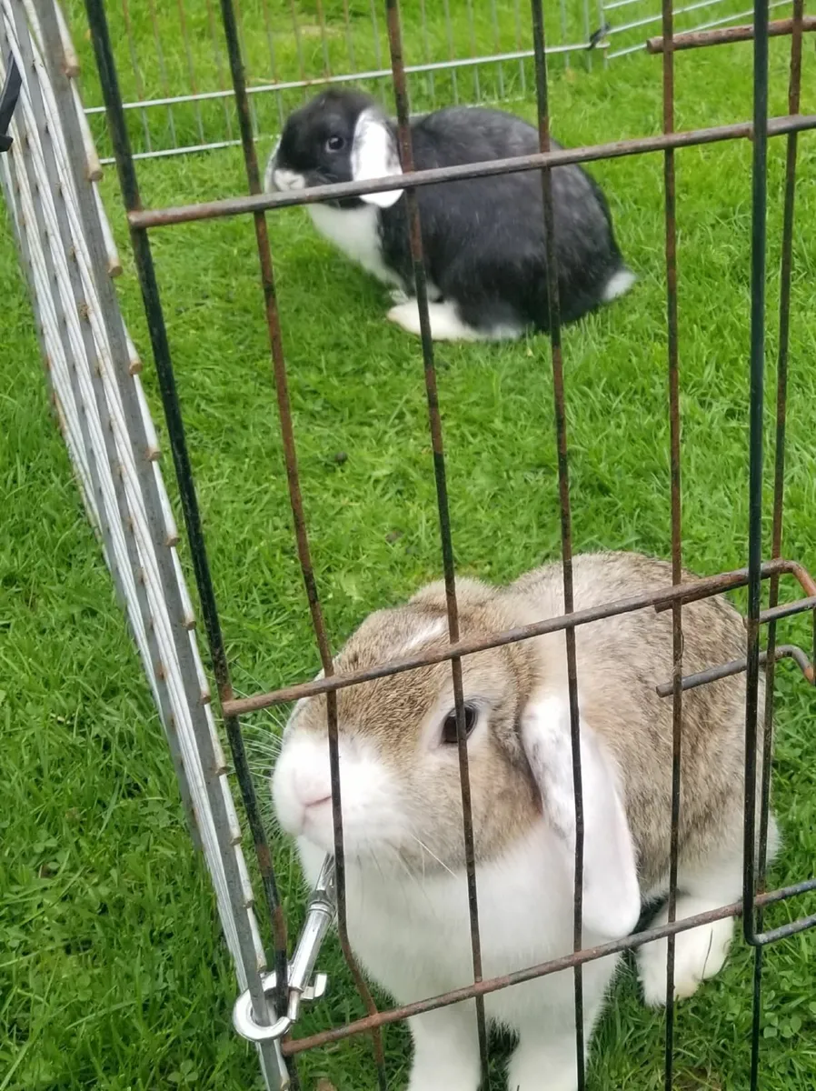 Lop eared Rabbits - Image 3