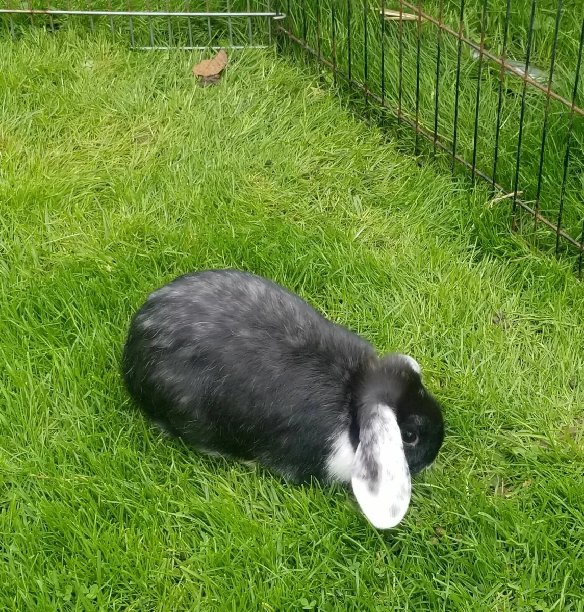 Lop eared Rabbits - Image 4