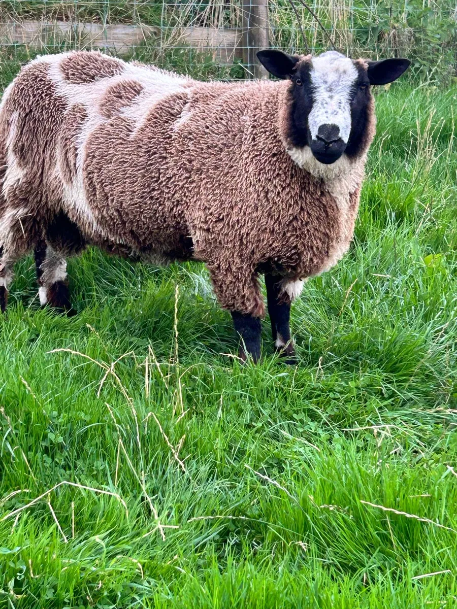 Dutch Spotted Shearling Ram - Image 1
