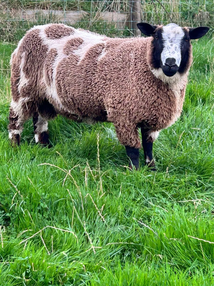 Dutch Spotted Shearling Ram - Image 2